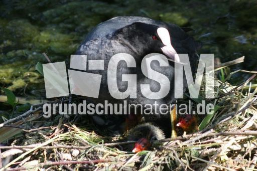 Blässhühner 010.jpg